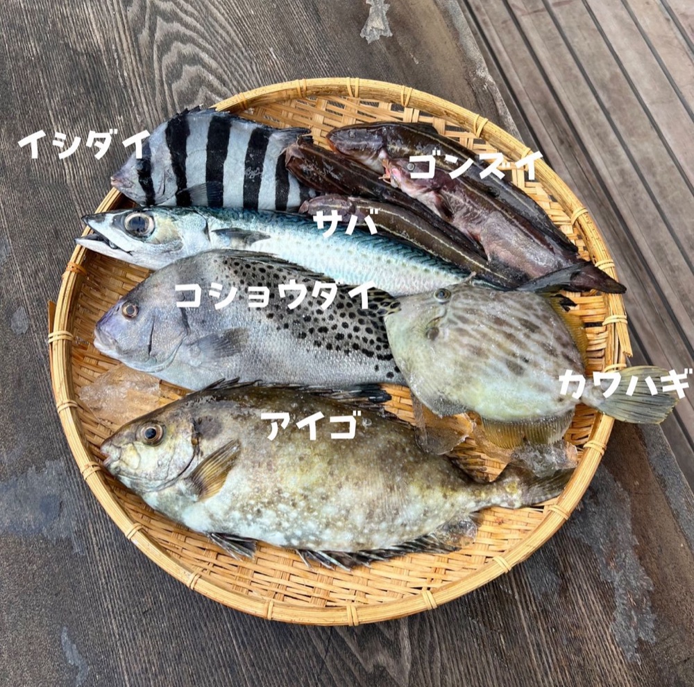 名前の知られていない未利用魚たち
