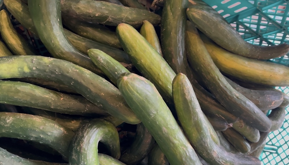 三浦の畑から届く規格外野菜